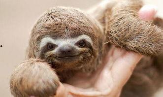 动物奶油爆料视频,视频爆料揭露行业黑幕  第1张